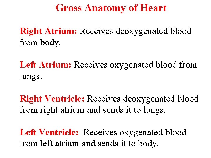 Gross Anatomy of Heart Right Atrium: Receives deoxygenated blood from body. Left Atrium: Receives