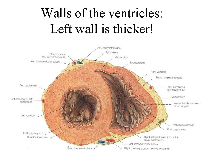 Walls of the ventricles: Left wall is thicker! 