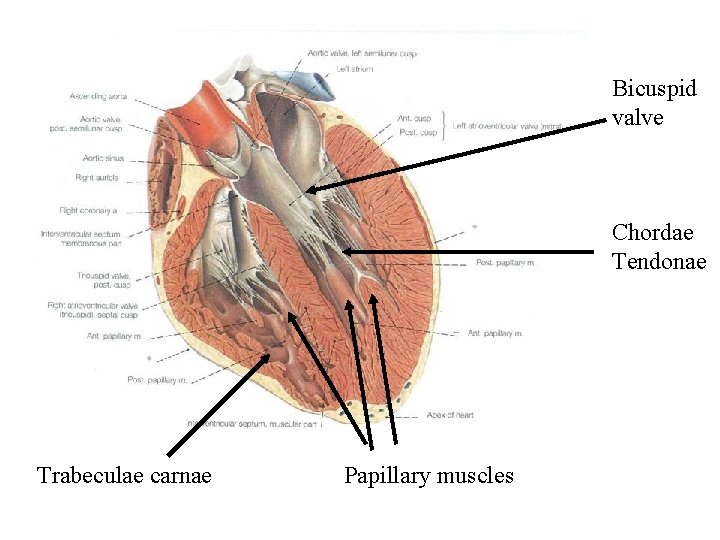 Bicuspid valve Chordae Tendonae Trabeculae carnae Papillary muscles 