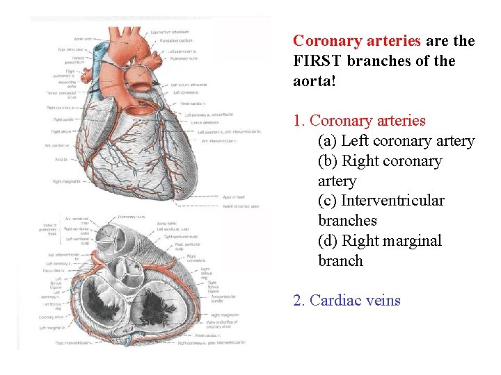 Coronary arteries are the FIRST branches of the aorta! 1. Coronary arteries (a) Left