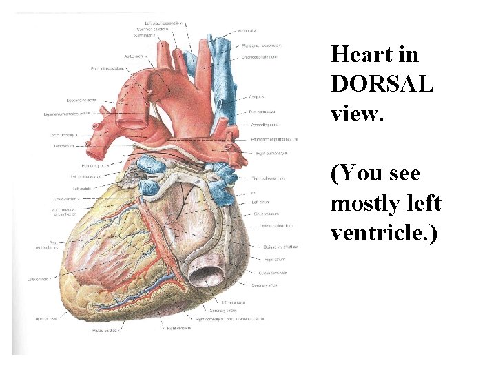 Heart in DORSAL view. (You see mostly left ventricle. ) 