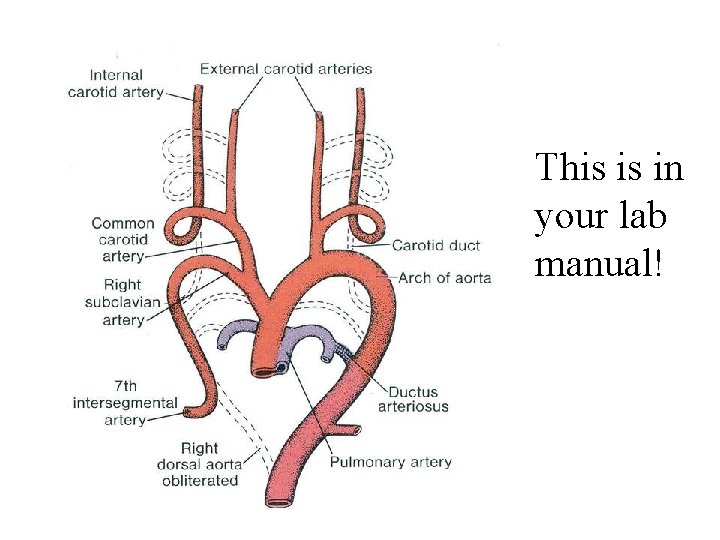 This is in your lab manual! 