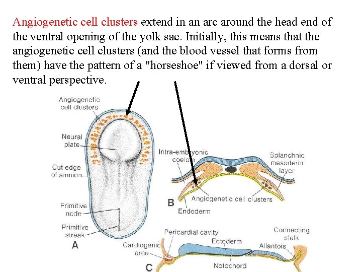 Angiogenetic cell clusters extend in an arc around the head end of the ventral