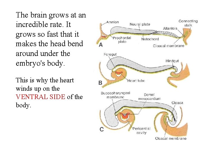 The brain grows at an incredible rate. It grows so fast that it makes