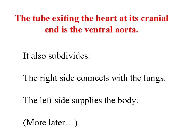 The tube exiting the heart at its cranial end is the ventral aorta. It