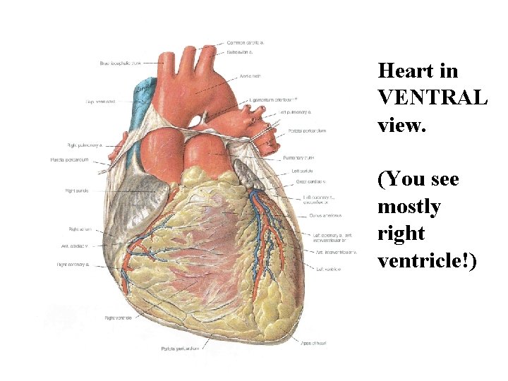 Heart in VENTRAL view. (You see mostly right ventricle!) 