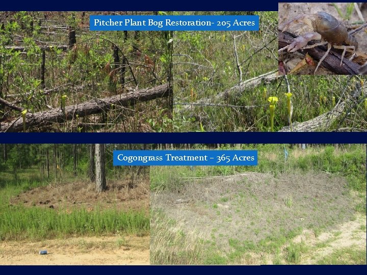 Pitcher Plant Bog Restoration- 205 Acres Cogongrass Treatment – 365 Acres 