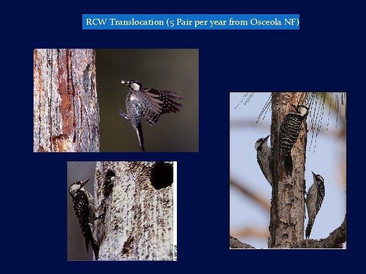 RCW Translocation (5 Pair per year from Osceola NF) 