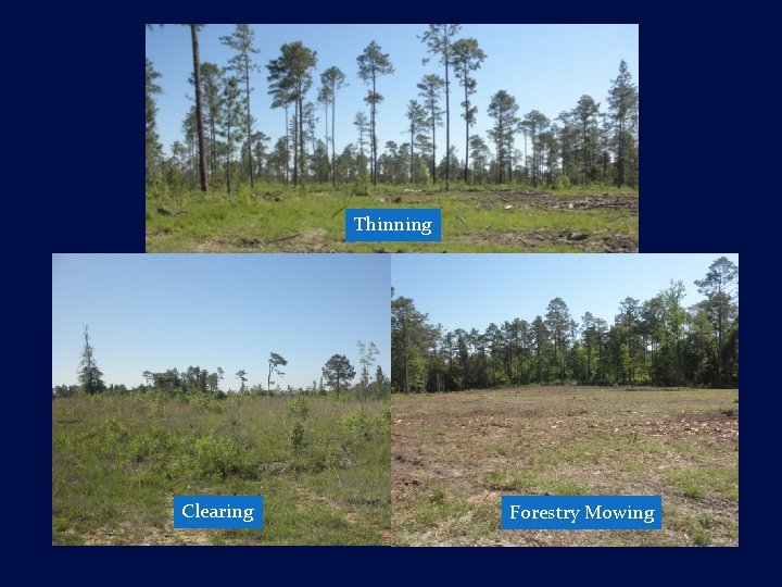 Thinning Clearing Forestry Mowing 