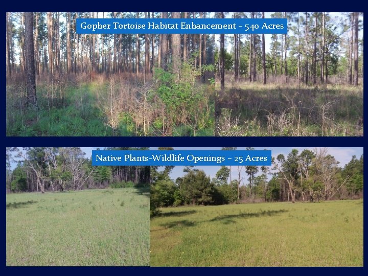 Gopher Tortoise Habitat Enhancement – 540 Acres Native Plants-Wildlife Openings – 25 Acres 