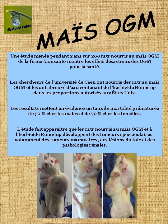 Une étude menée pendant 2 ans sur 200 rats nourris au maïs OGM de