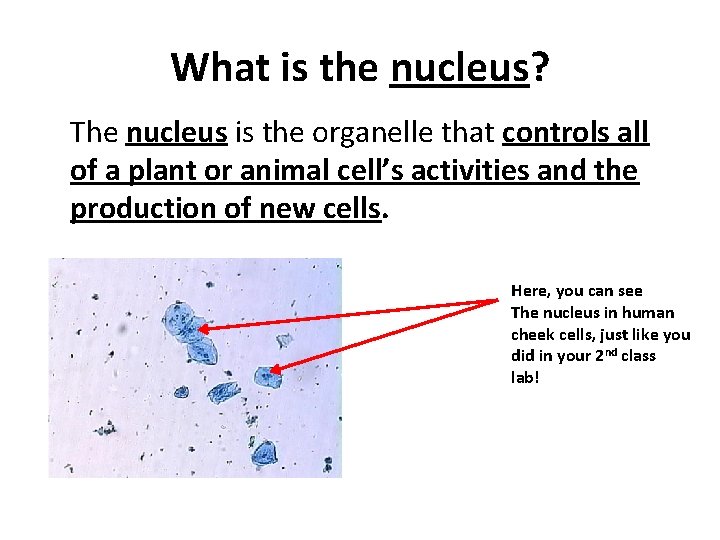 What is the nucleus? The nucleus is the organelle that controls all of a