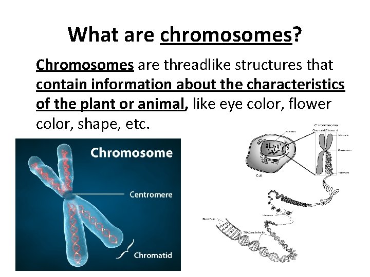 What are chromosomes? Chromosomes are threadlike structures that contain information about the characteristics of