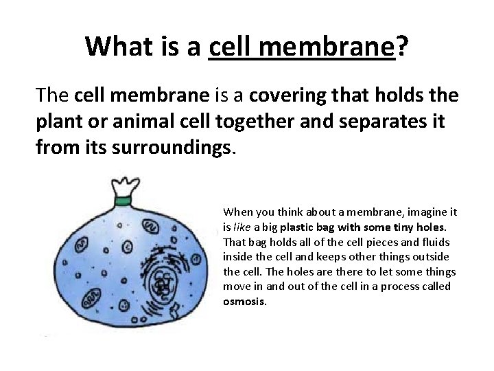 What is a cell membrane? The cell membrane is a covering that holds the