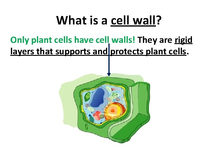 What is a cell wall? Only plant cells have cell walls! They are rigid