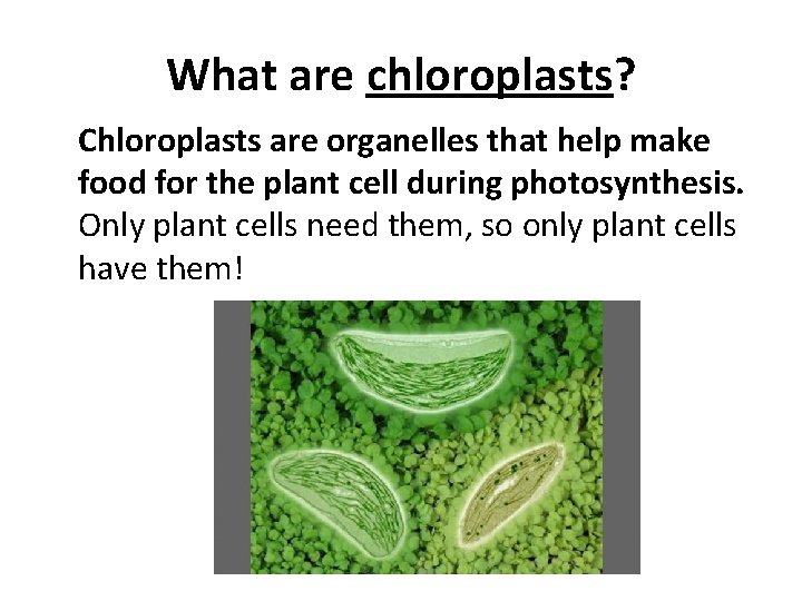 What are chloroplasts? Chloroplasts are organelles that help make food for the plant cell