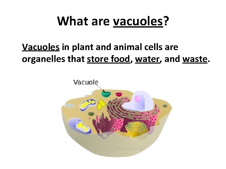 What are vacuoles? Vacuoles in plant and animal cells are organelles that store food,