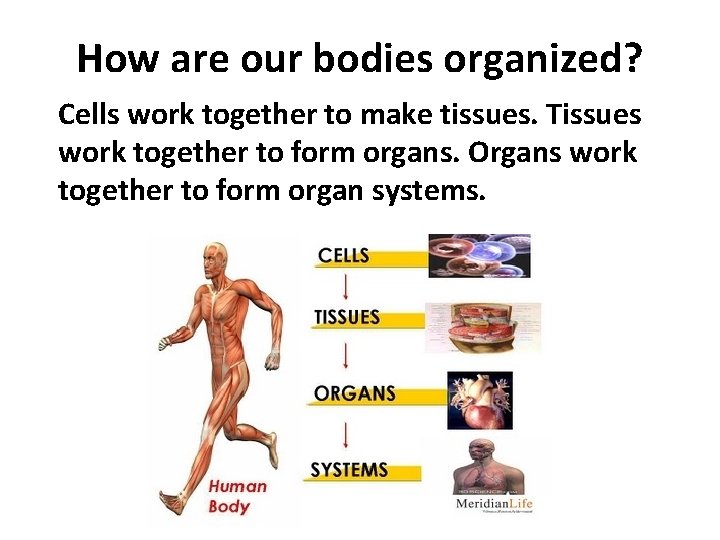 How are our bodies organized? Cells work together to make tissues. Tissues work together