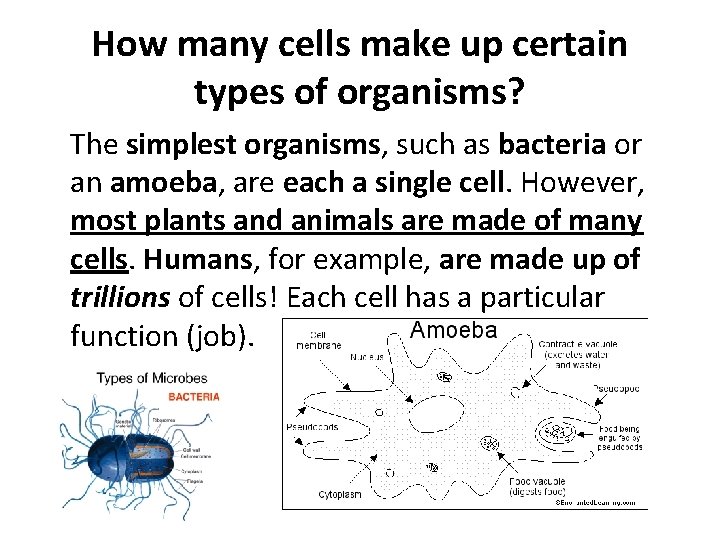 How many cells make up certain types of organisms? The simplest organisms, such as