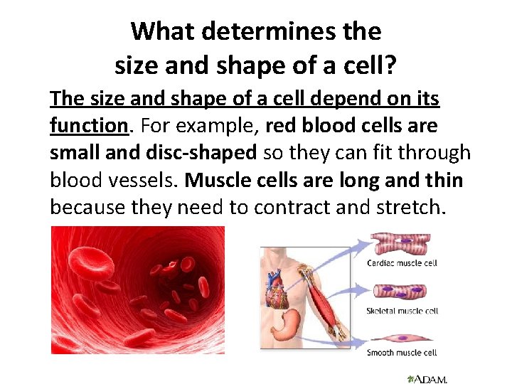 What determines the size and shape of a cell? The size and shape of