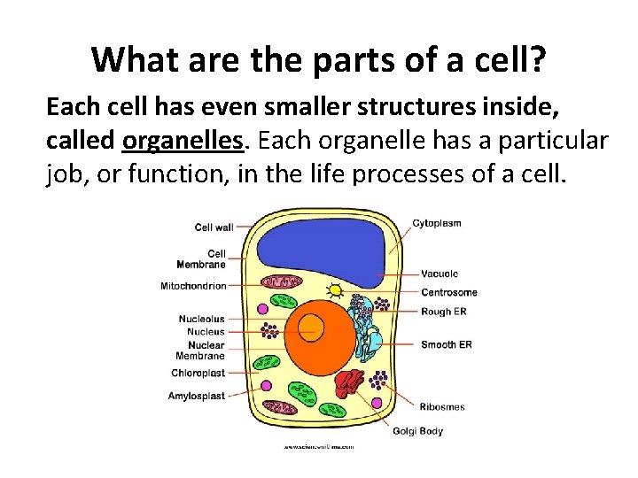 What are the parts of a cell? Each cell has even smaller structures inside,