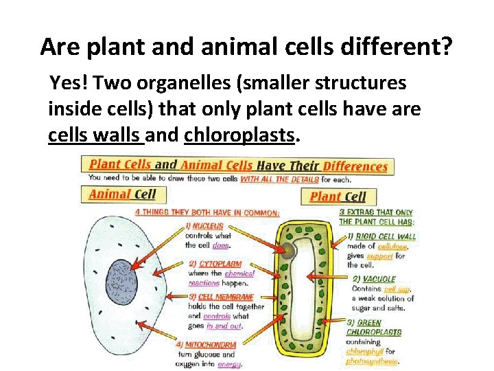 Are plant and animal cells different? Yes! Two organelles (smaller structures inside cells) that