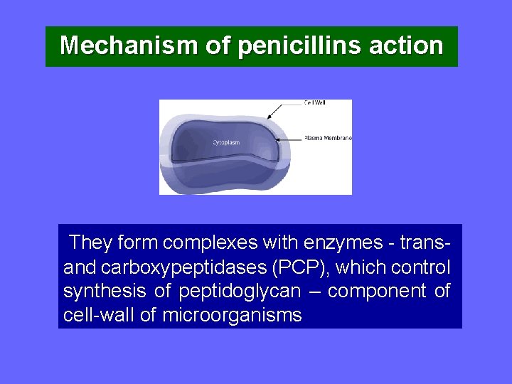 Mechanism of penicillins action They form complexes with enzymes - trans- and carboxypeptidases (PCP),