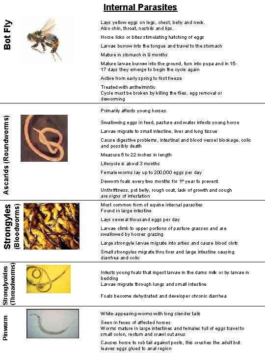 Internal Parasites Bot Fly Lays yellow eggs on legs, chest, belly and neck. Also