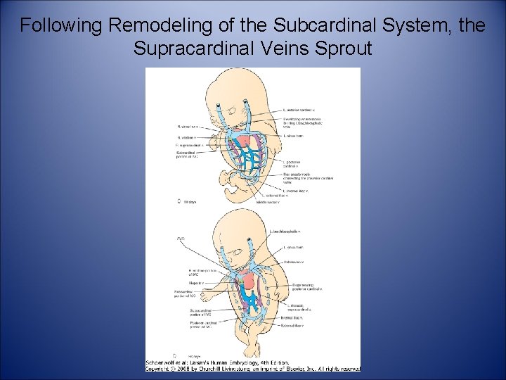 Following Remodeling of the Subcardinal System, the Supracardinal Veins Sprout 