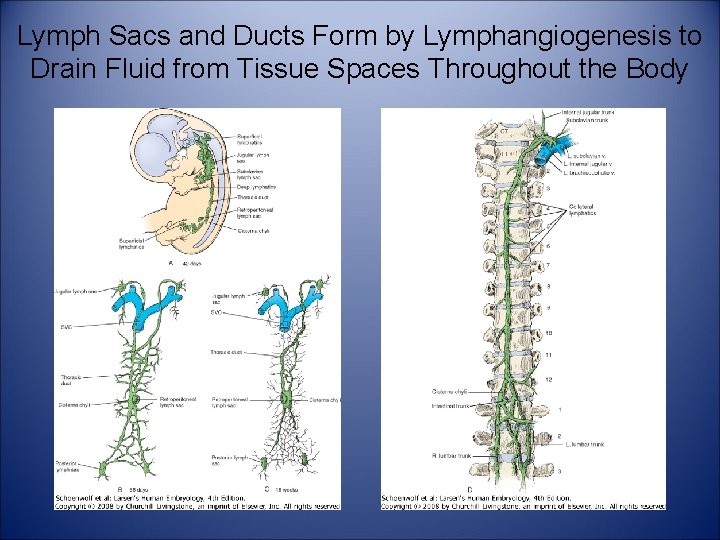 Lymph Sacs and Ducts Form by Lymphangiogenesis to Drain Fluid from Tissue Spaces Throughout