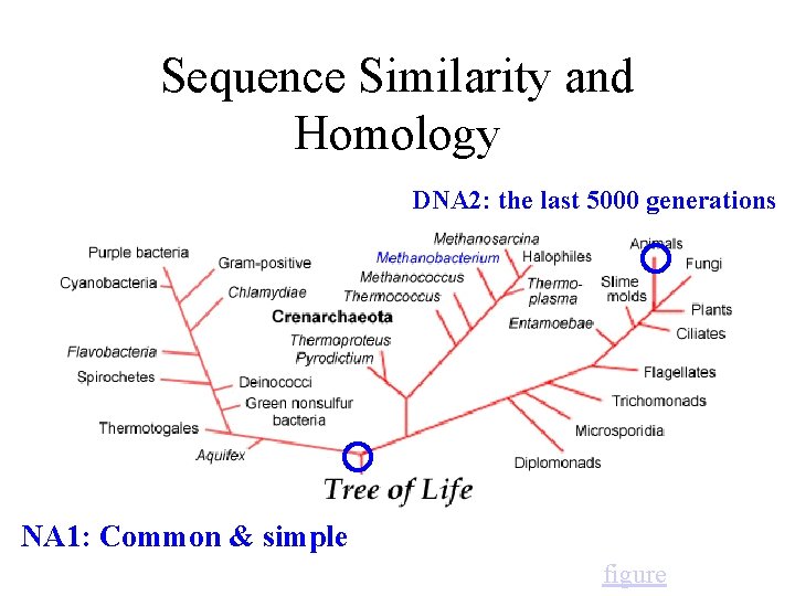Sequence Similarity and Homology DNA 2: the last 5000 generations NA 1: Common &