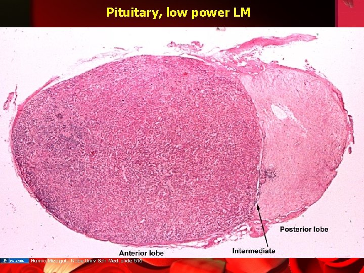 Pituitary, low power LM Humio Mizoguti, Kobe Univ Sch Med, slide 515 