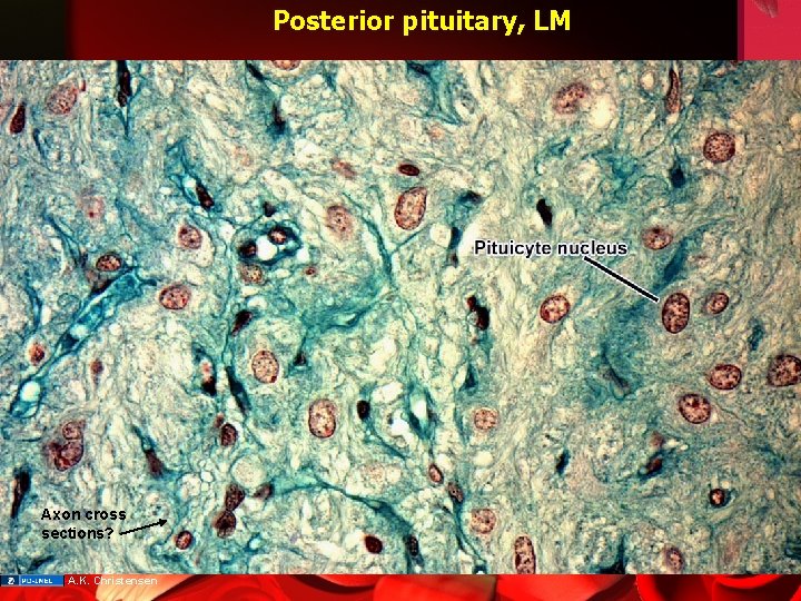 Posterior pituitary, LM Axon cross sections? A. K. Christensen 