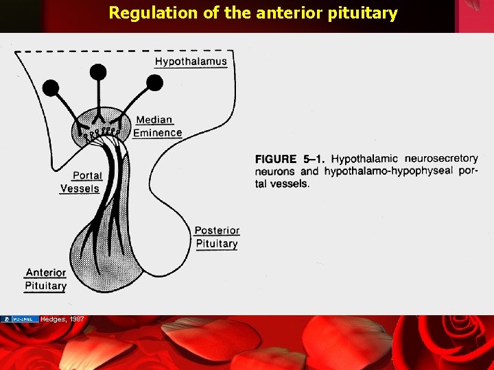Regulation of the anterior pituitary Hedges, 1987 