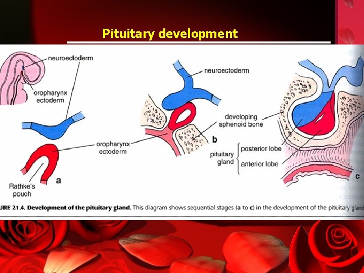 Pituitary development Ross and Pawlina. Histology: Text and Atlas, 5 th ed, 2006, fig