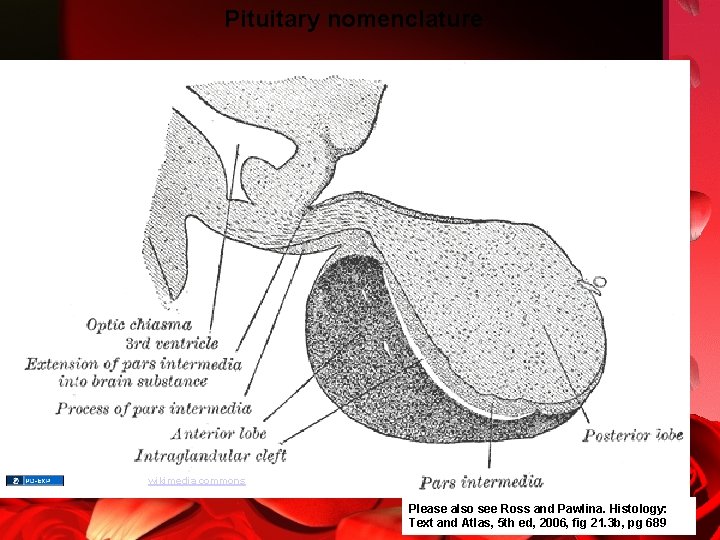 Pituitary nomenclature Gray’s Anatomy, wikimedia commons Please also see Ross and Pawlina. Histology: Text