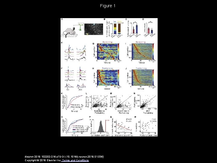 Figure 1 Neuron 2019 102202 -216. e 7 DOI: (10. 1016/j. neuron. 2019. 01.