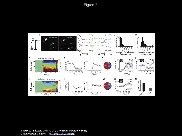 Figure 2 Neuron 2019 102202 -216. e 7 DOI: (10. 1016/j. neuron. 2019. 01.