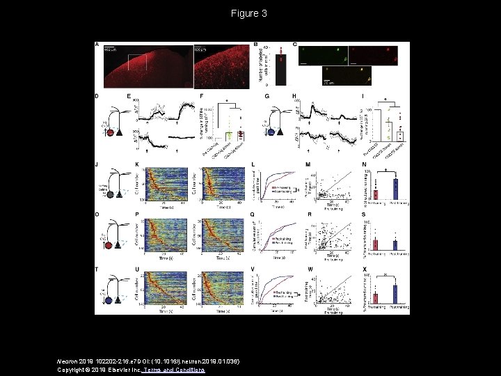 Figure 3 Neuron 2019 102202 -216. e 7 DOI: (10. 1016/j. neuron. 2019. 01.