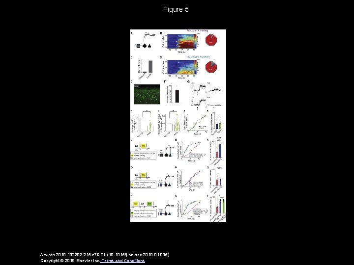 Figure 5 Neuron 2019 102202 -216. e 7 DOI: (10. 1016/j. neuron. 2019. 01.