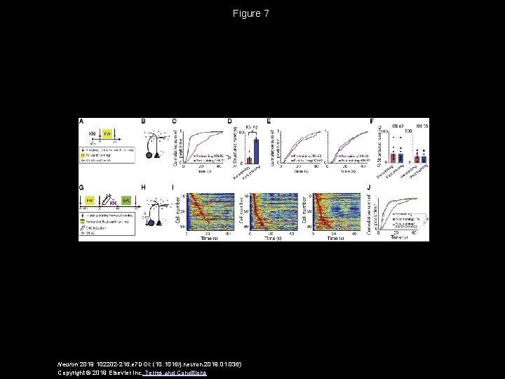 Figure 7 Neuron 2019 102202 -216. e 7 DOI: (10. 1016/j. neuron. 2019. 01.