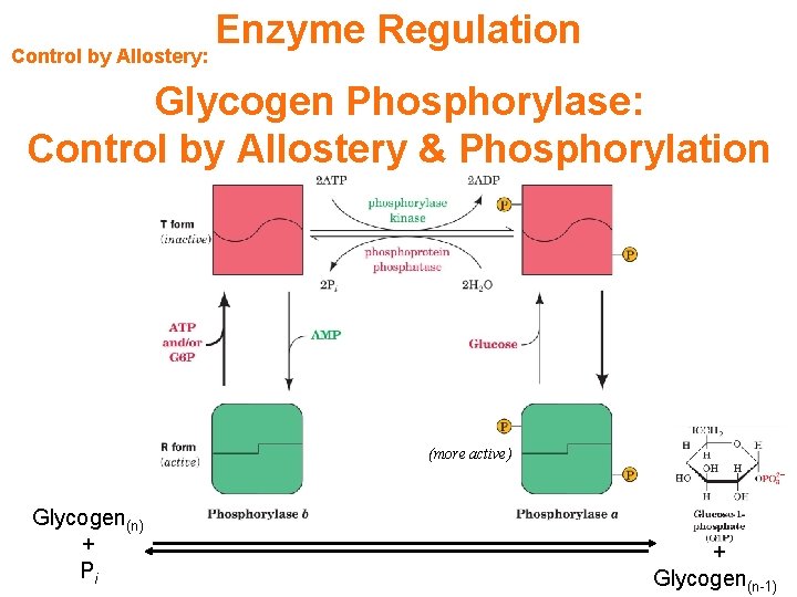 Control by Allostery: Enzyme Regulation Glycogen Phosphorylase: Control by Allostery & Phosphorylation (more active)
