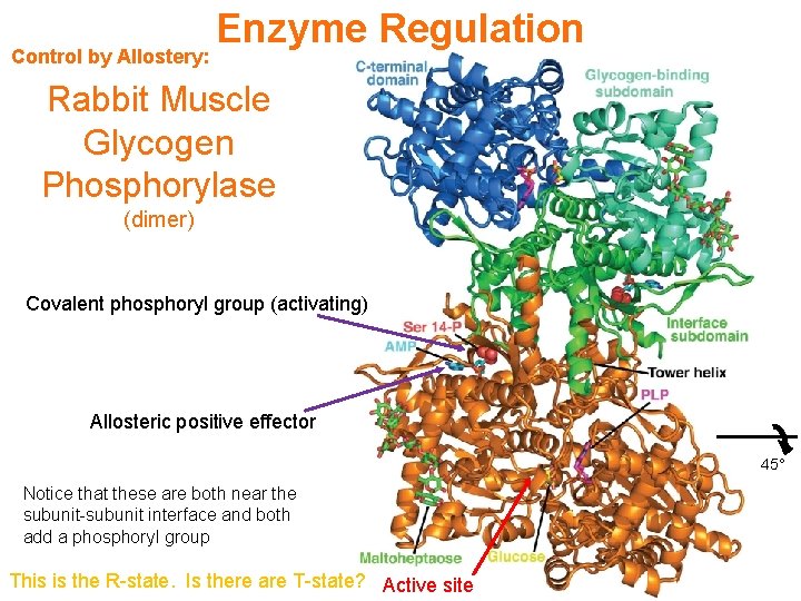 Control by Allostery: Enzyme Regulation Rabbit Muscle Glycogen Phosphorylase (dimer) Covalent phosphoryl group (activating)