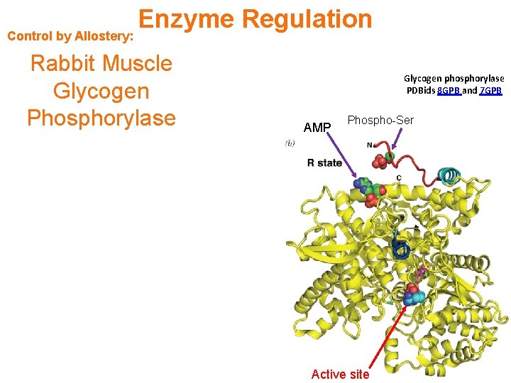 Control by Allostery: Enzyme Regulation Rabbit Muscle Glycogen Phosphorylase Glycogen phosphorylase PDBids 8 GPB
