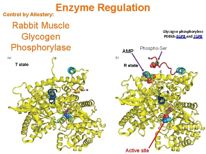 Control by Allostery: Enzyme Regulation Rabbit Muscle Glycogen Phosphorylase Glycogen phosphorylase PDBids 8 GPB