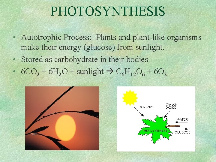 Photosynthesis How plants make their food PPT BY