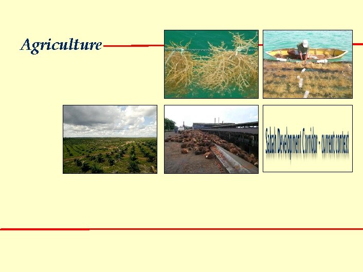 Agriculture 