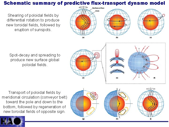 Schematic summary of predictive flux-transport dynamo model Shearing of poloidal fields by differential rotation