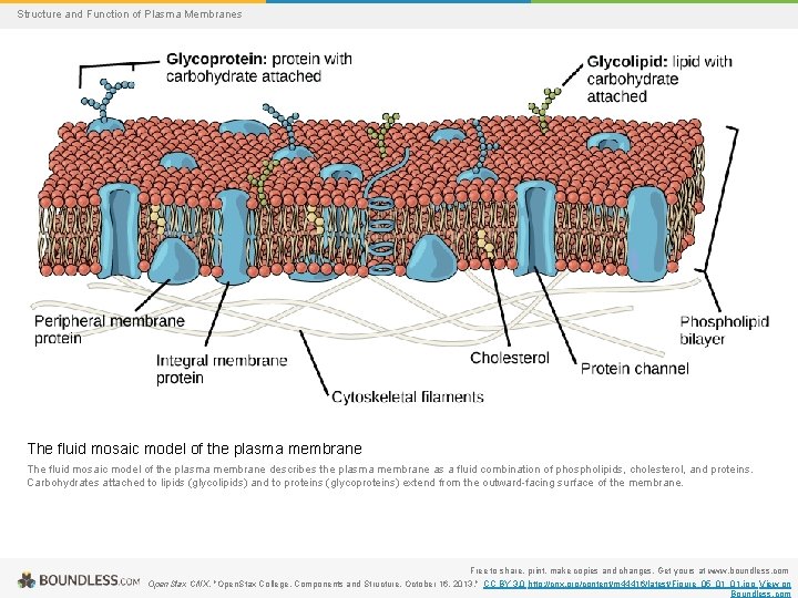 Structure and Function of Plasma Membranes The fluid mosaic model of the plasma membrane