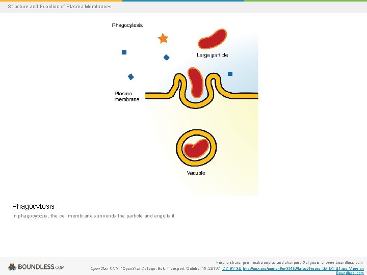 Structure and Function of Plasma Membranes Phagocytosis In phagocytosis, the cell membrane surrounds the